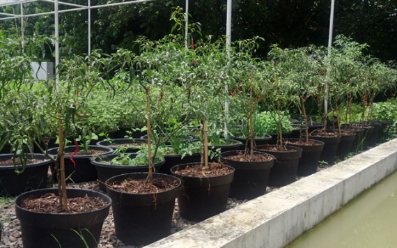 Bercocok Tanam Cabai dalam Polybag