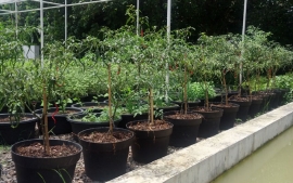 Bercocok Tanam Cabai dalam Polybag