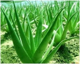 Lidah Buaya, Cara Budidaya Mudah, Permintaan Ekspor Tinggi