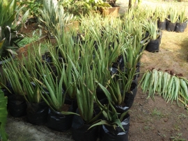 Bagaimana Teknik/Cara Budidaya Lidah Buaya?