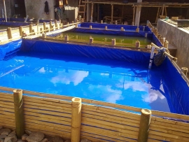 Bisnis Budidaya Ikan Lele di Kolam Terpal