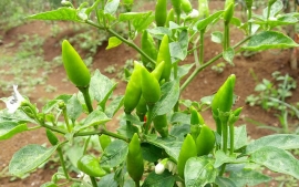 Kiat Sukses Budidaya Cabai Rawit