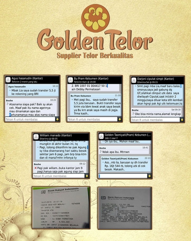 golden telur 17