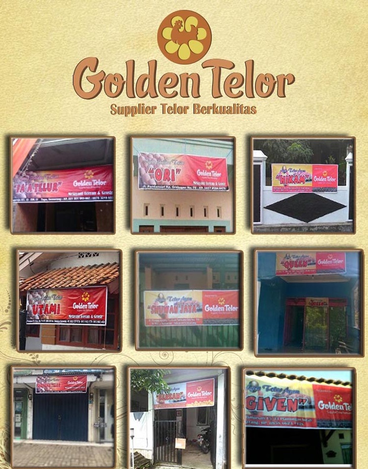 golden telur 24