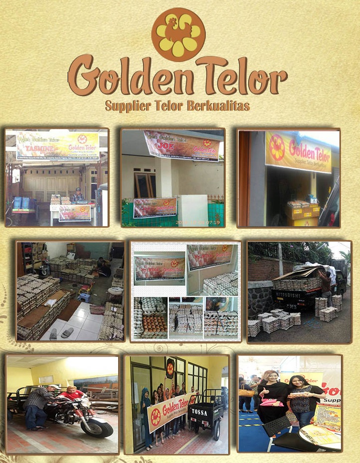 golden telur 27